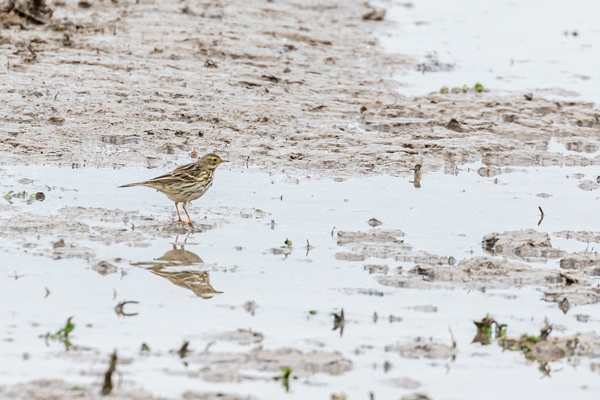 Meadow Pipit - ML614157853