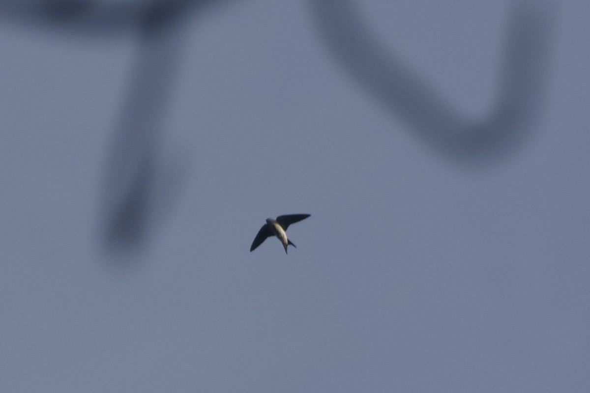 Bahama Swallow - ML614157906