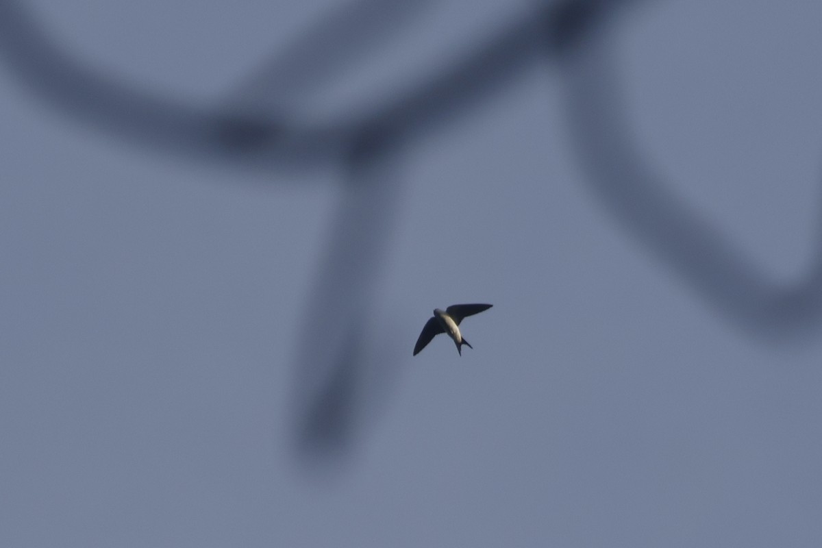 Bahama Swallow - Larry Therrien