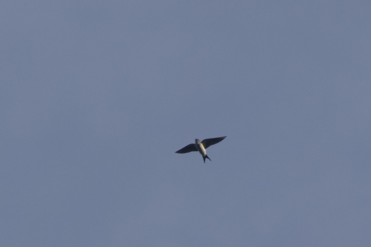Bahama Swallow - ML614157908