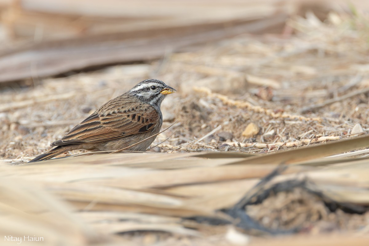 Striolated Bunting - ML614158158