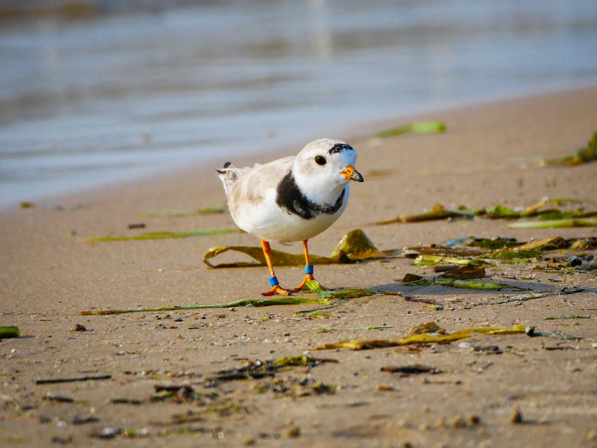 Piping Plover - ML614158267