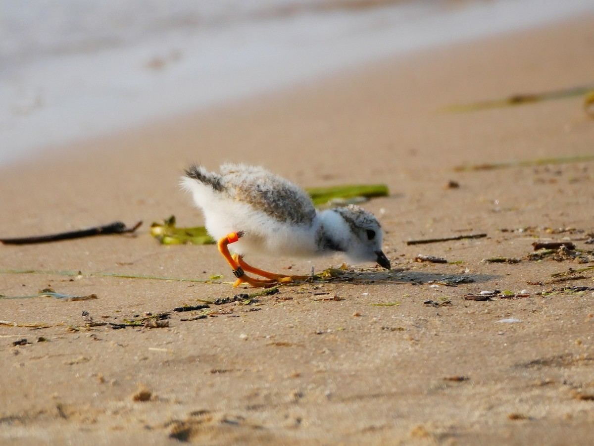 Piping Plover - ML614158268