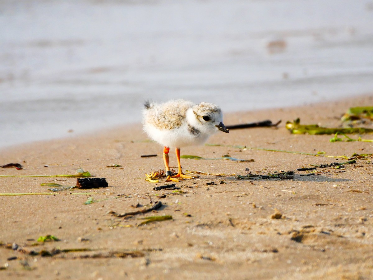 Piping Plover - ML614158269
