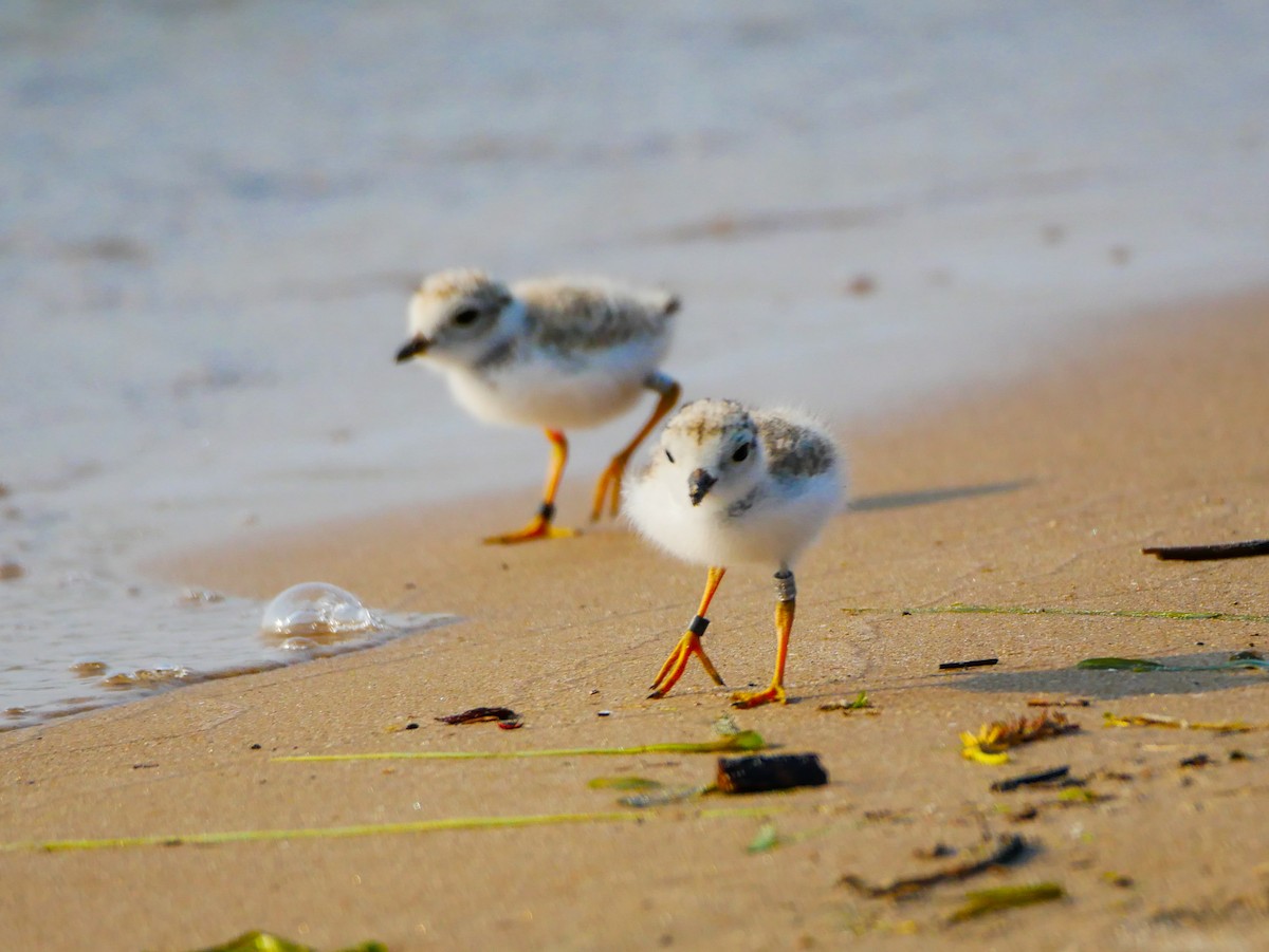 Piping Plover - ML614158270