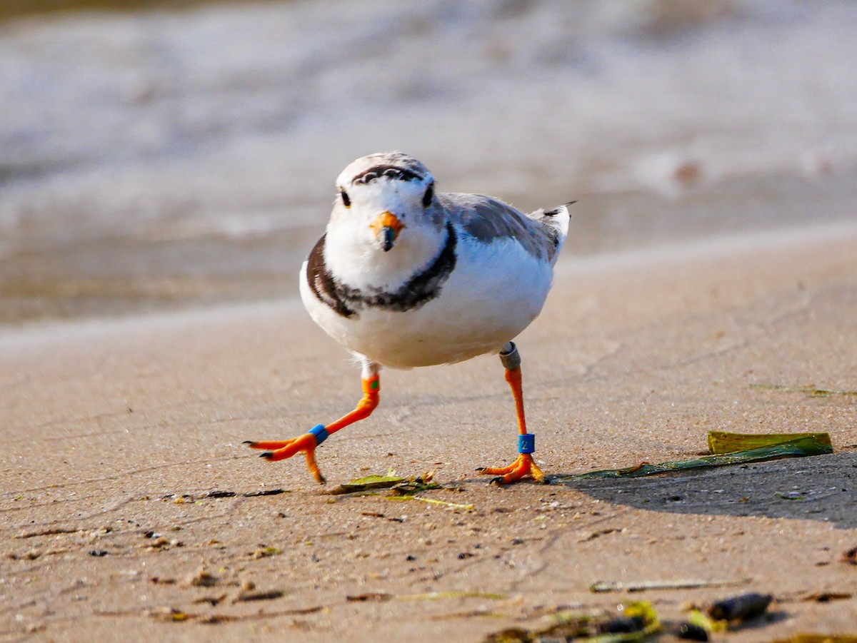 Piping Plover - ML614158271