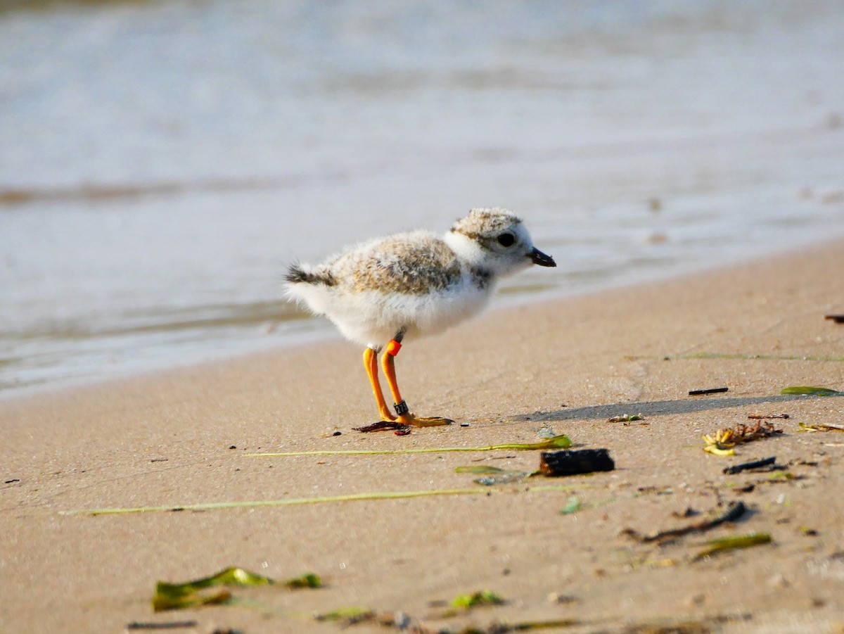 Piping Plover - ML614158272