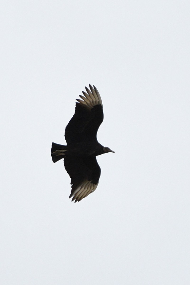 Black Vulture - ML614158375