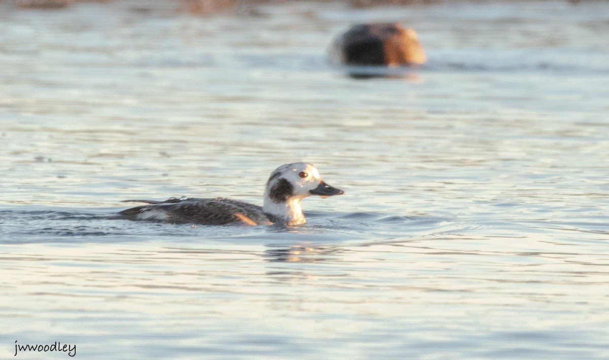Long-tailed Duck - ML614158472