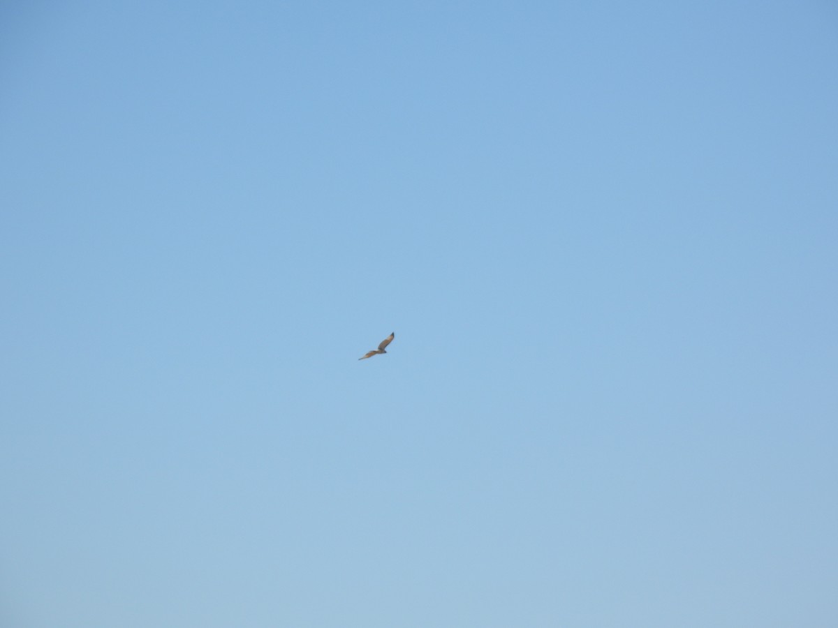 Red-tailed Hawk (Krider's) - ML614158474