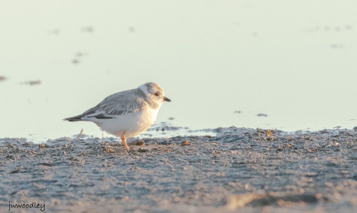 Piping Plover - ML614158481