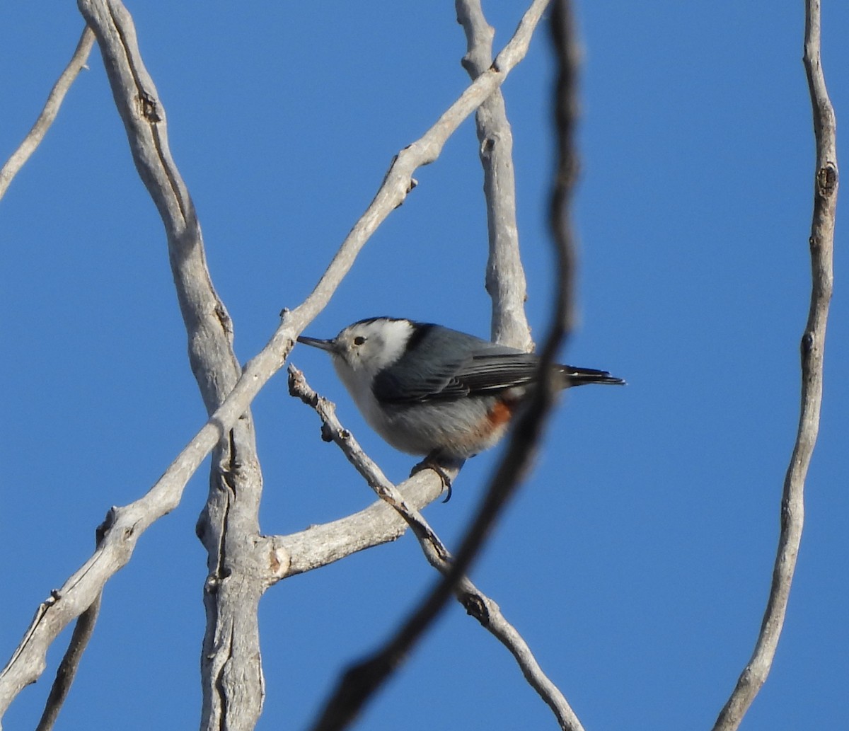 White-breasted Nuthatch - ML614158581