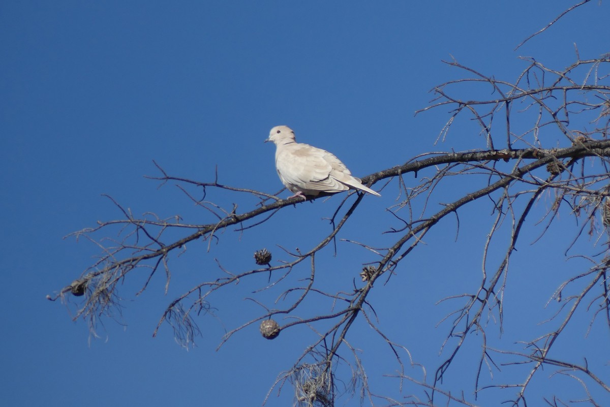 African Collared-Dove (Domestic type or Ringed Turtle-Dove) - Brian Jones