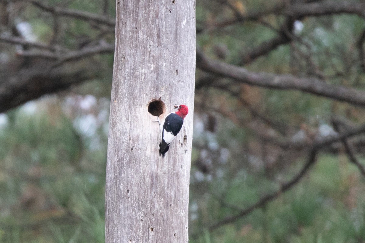 Red-headed Woodpecker - ML614158809