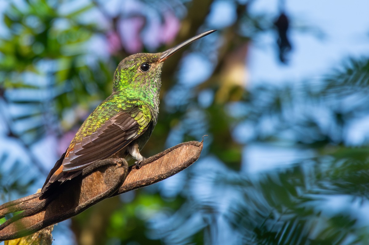 Rufous-tailed Hummingbird - ML614158873