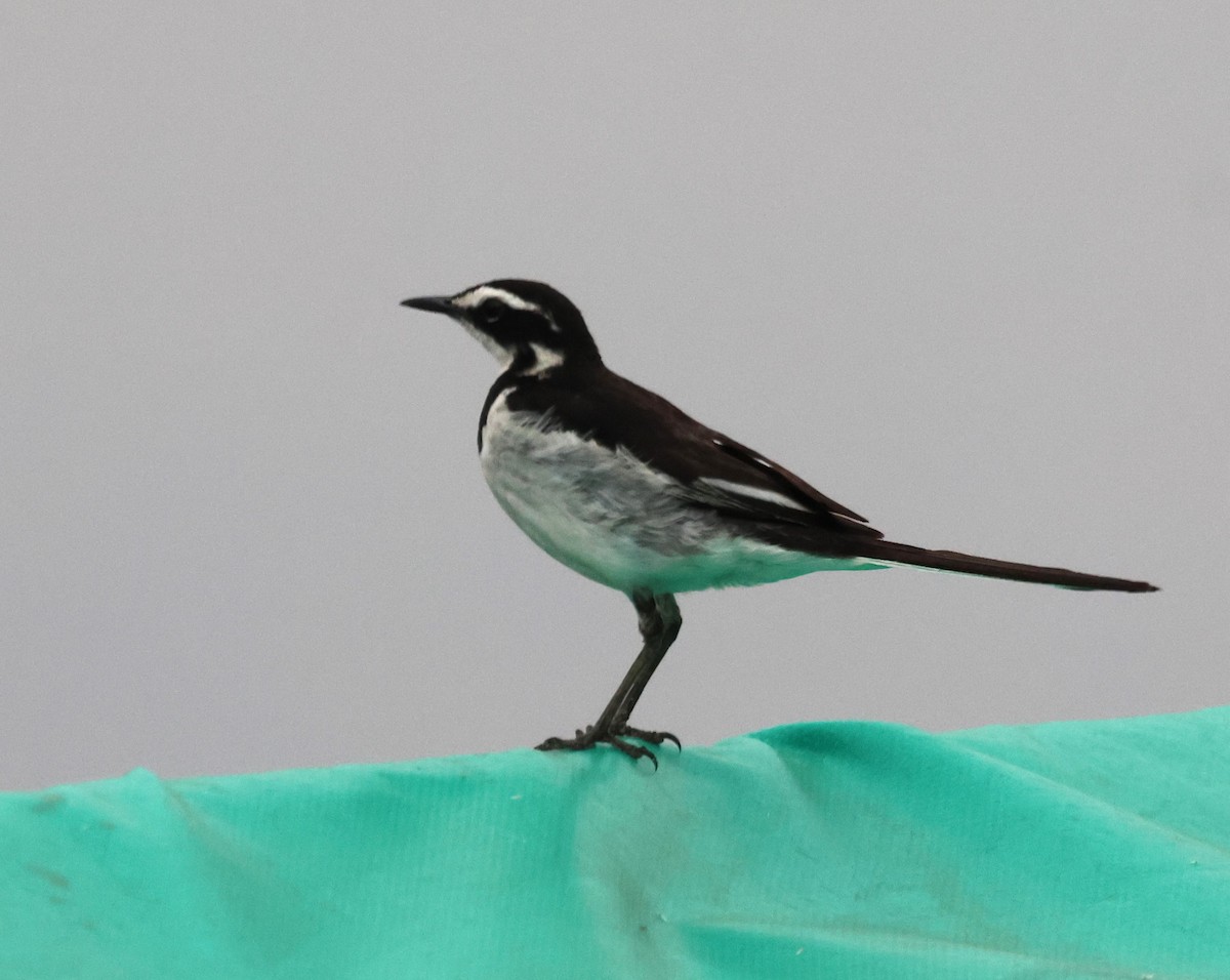 African Pied Wagtail - ML614158933