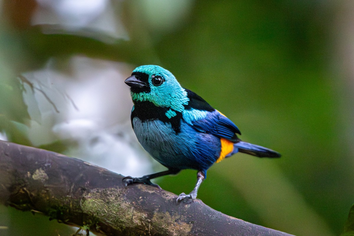 Seven-colored Tanager - Marney Queiroz