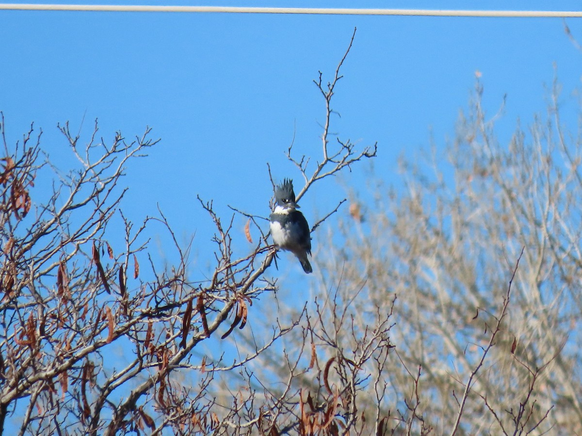 Belted Kingfisher - ML614159034