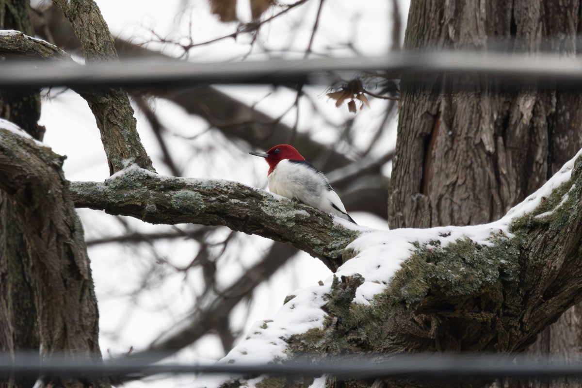 Red-headed Woodpecker - ML614159112