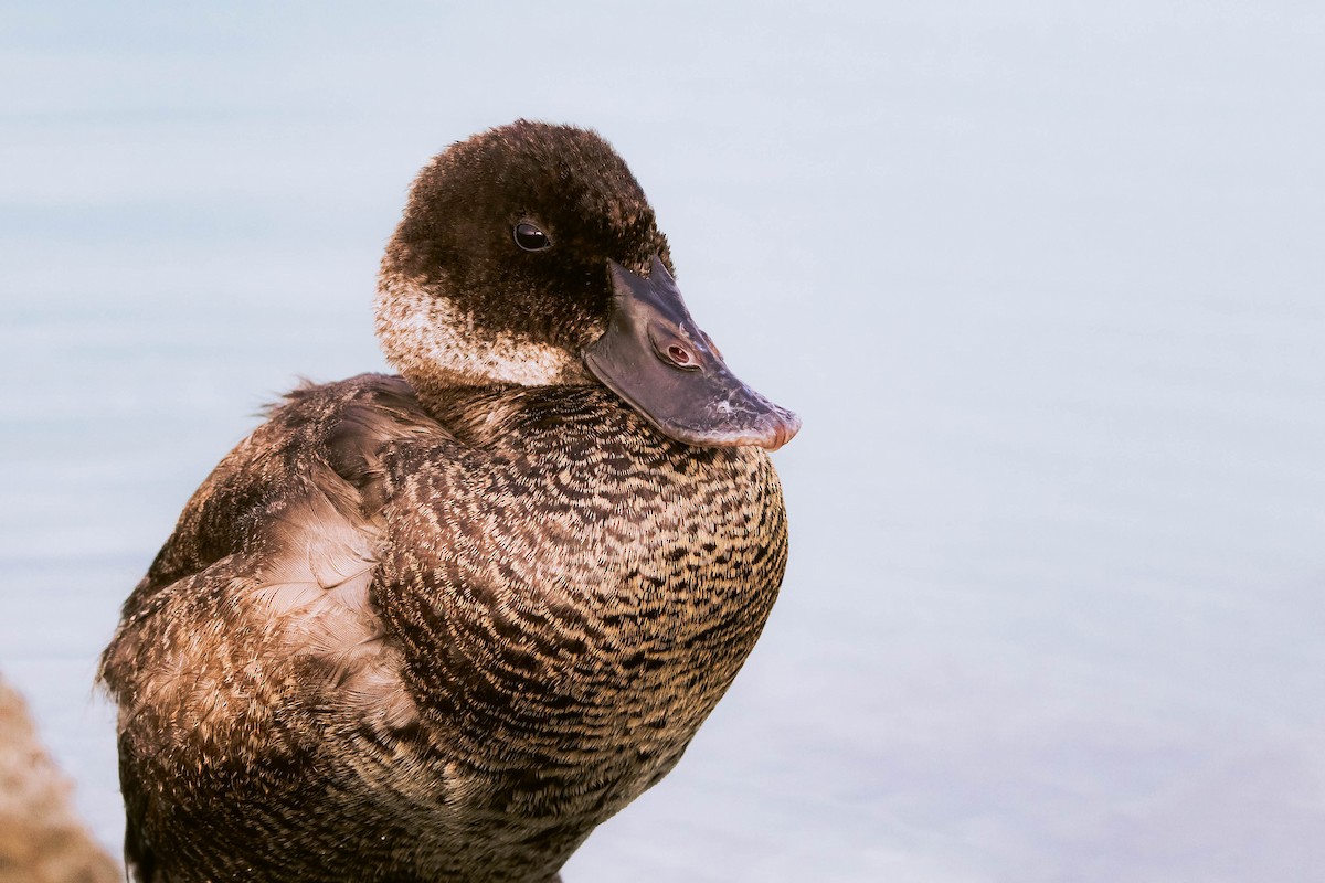 Andean Duck - ML614159352