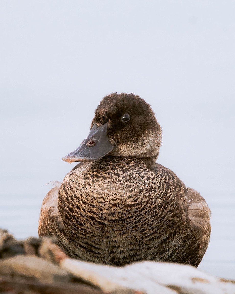 Andean Duck - ML614159359