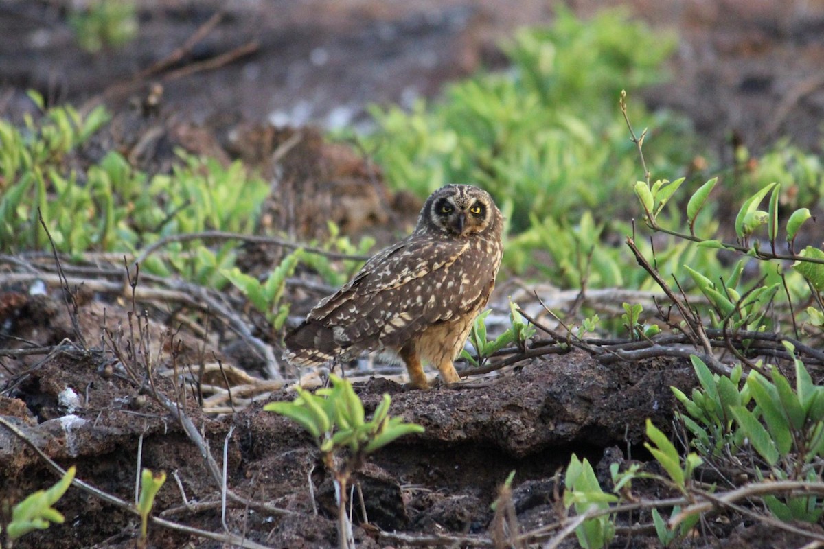 Short-eared Owl - ML614159425
