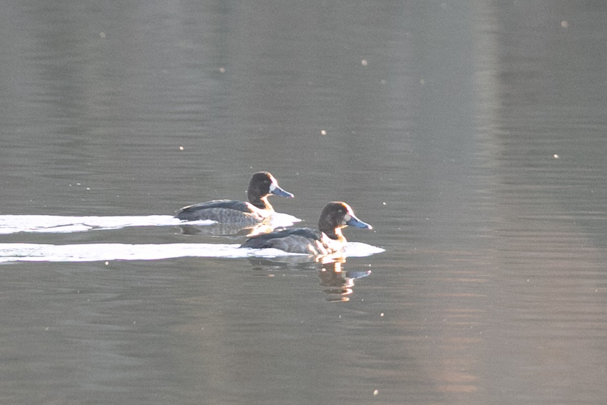 Greater Scaup - ML614159482
