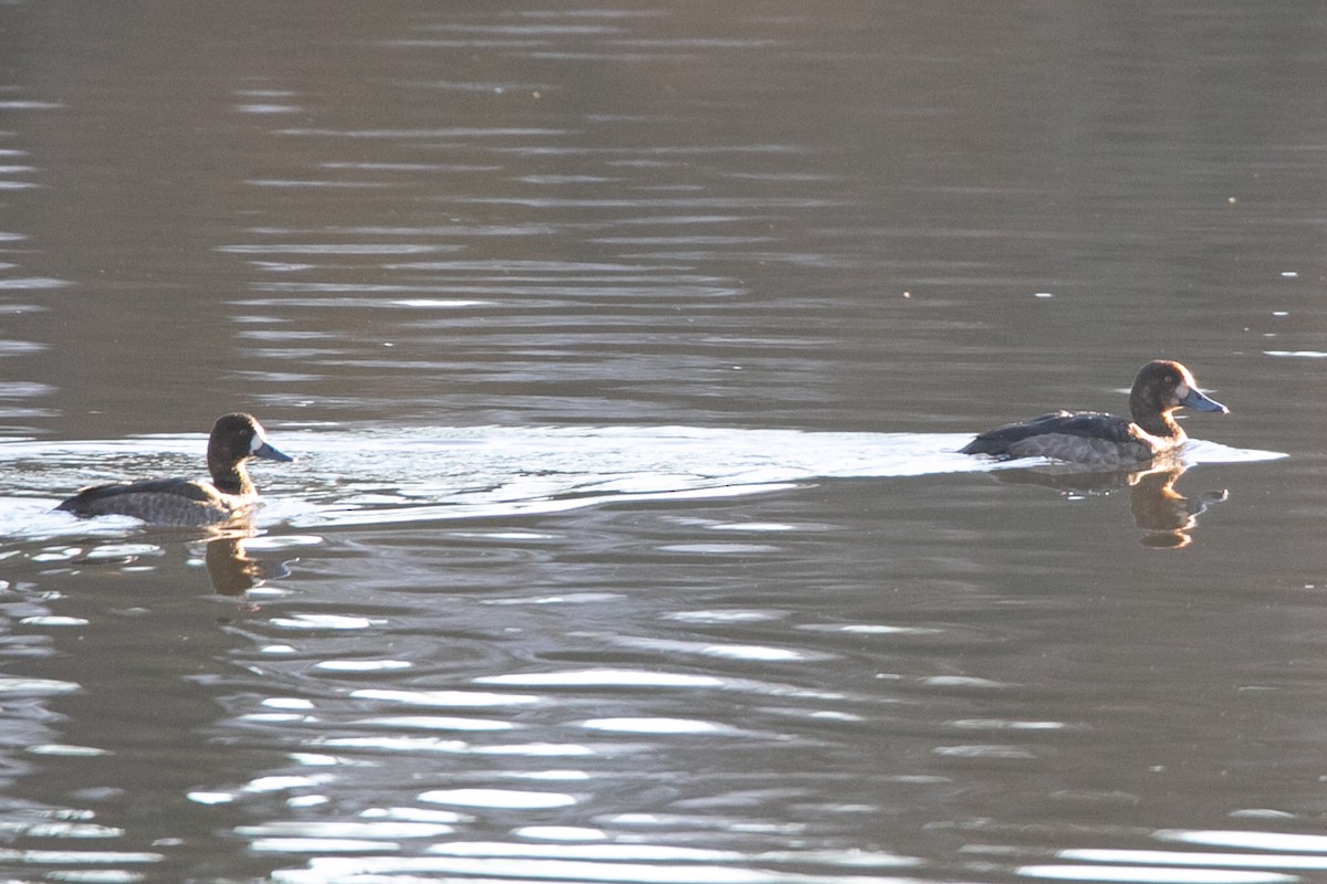 Greater Scaup - ML614159483