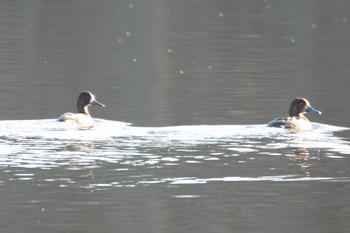 Greater Scaup - ML614159484