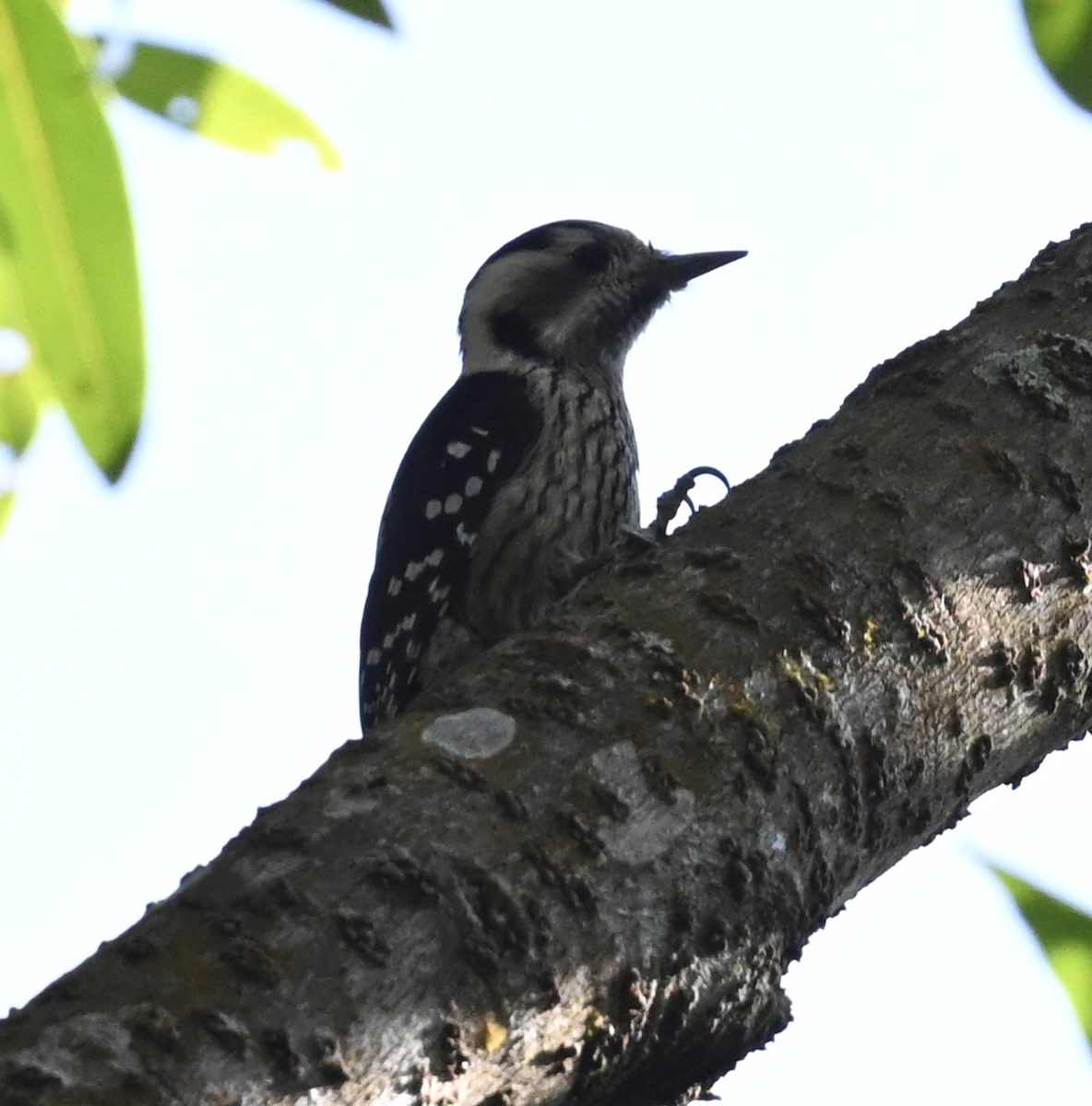 Gray-capped Pygmy Woodpecker - ML614160431