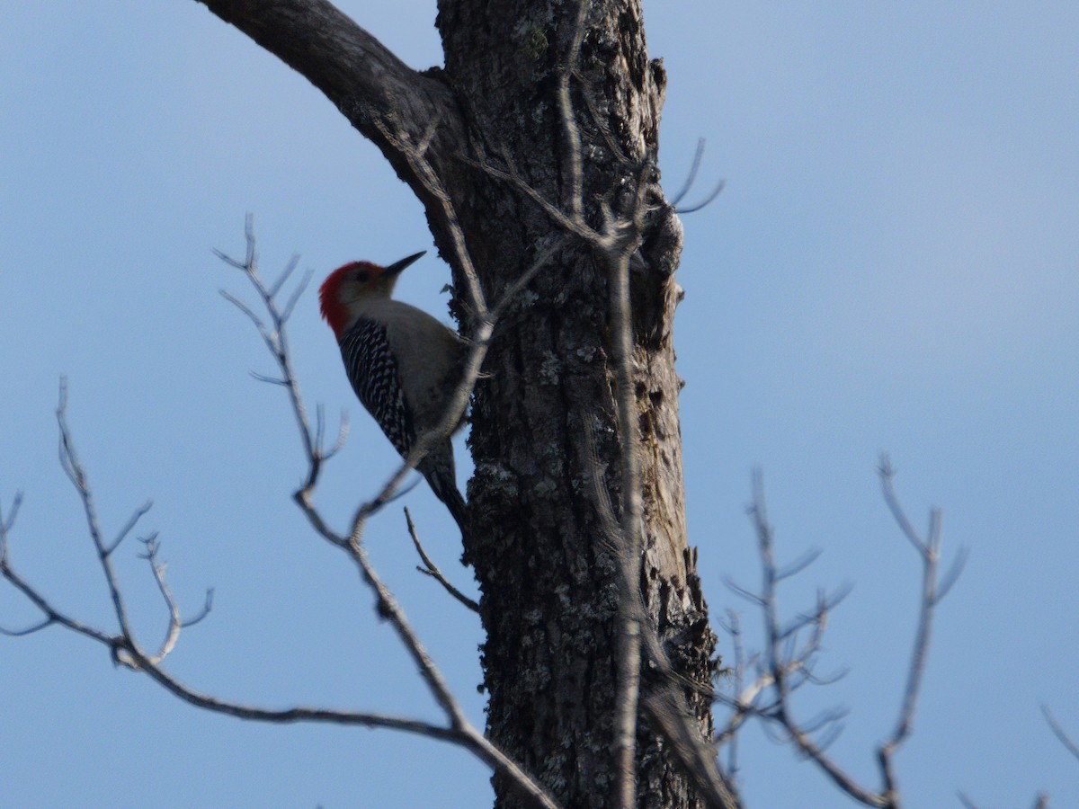 Red-bellied Woodpecker - ML614160581