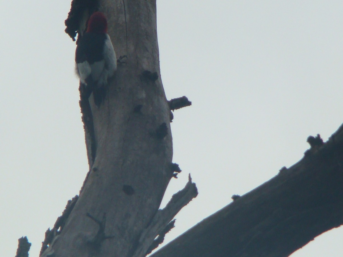 Red-headed Woodpecker - Peggy Blair