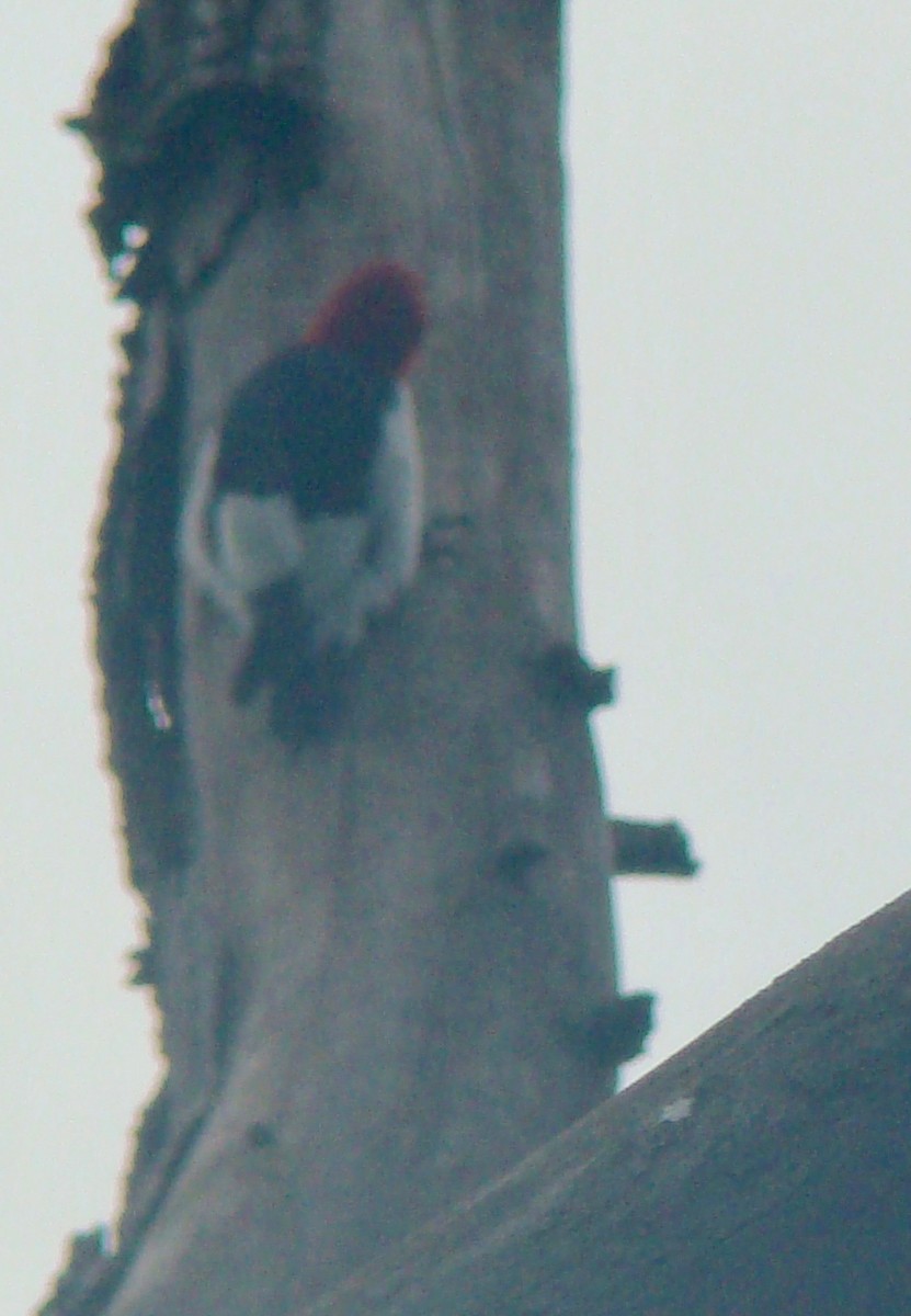 Red-headed Woodpecker - Peggy Blair