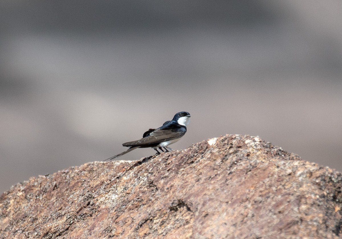 Black-collared Swallow - Marilyn White