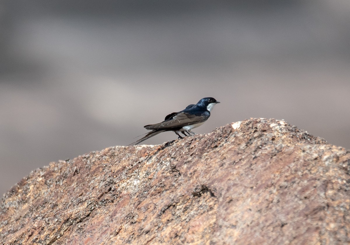 Black-collared Swallow - Marilyn White