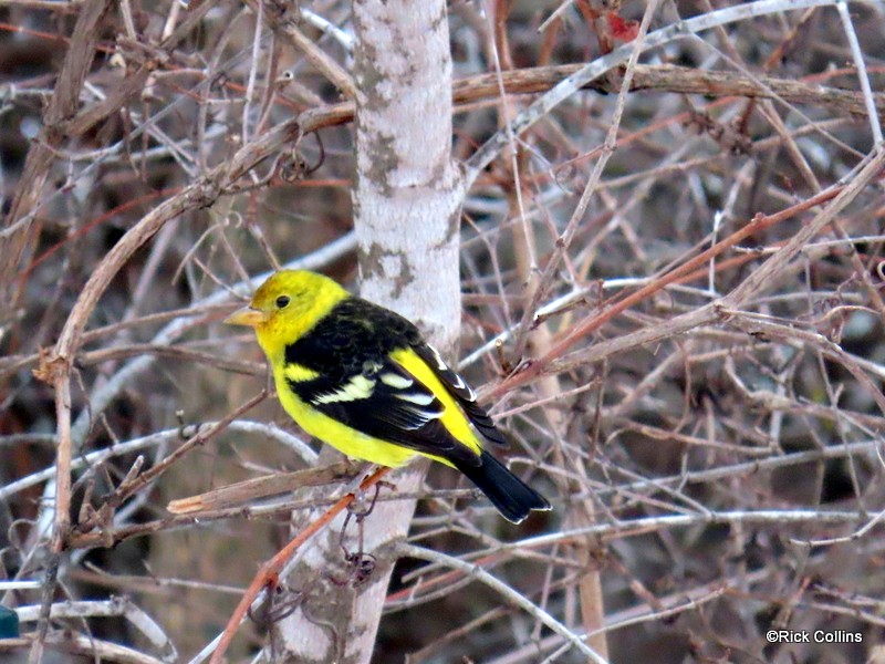 Western Tanager - ML614160984
