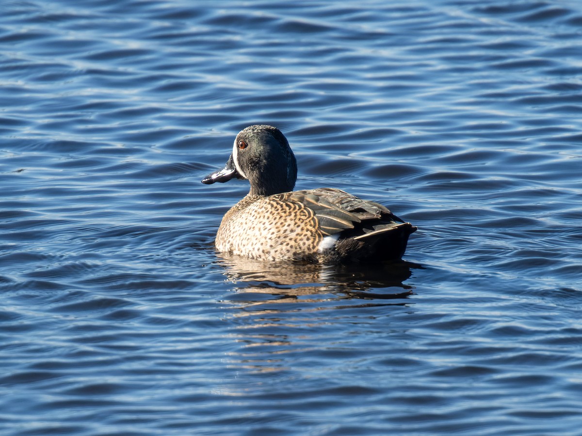 eBird Checklist 29 Jan 2024 Merritt Island NWRBlack Point