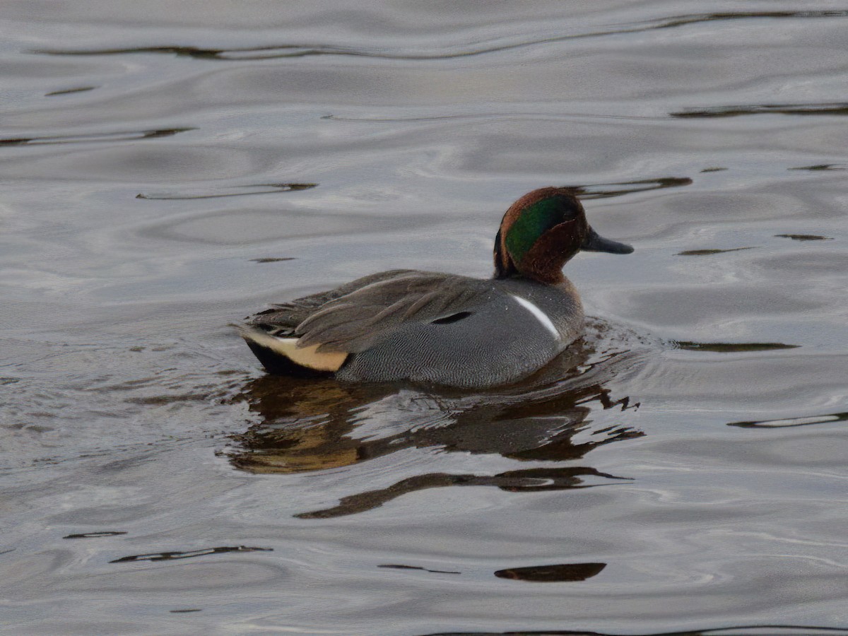 Green-winged Teal - ML614161272