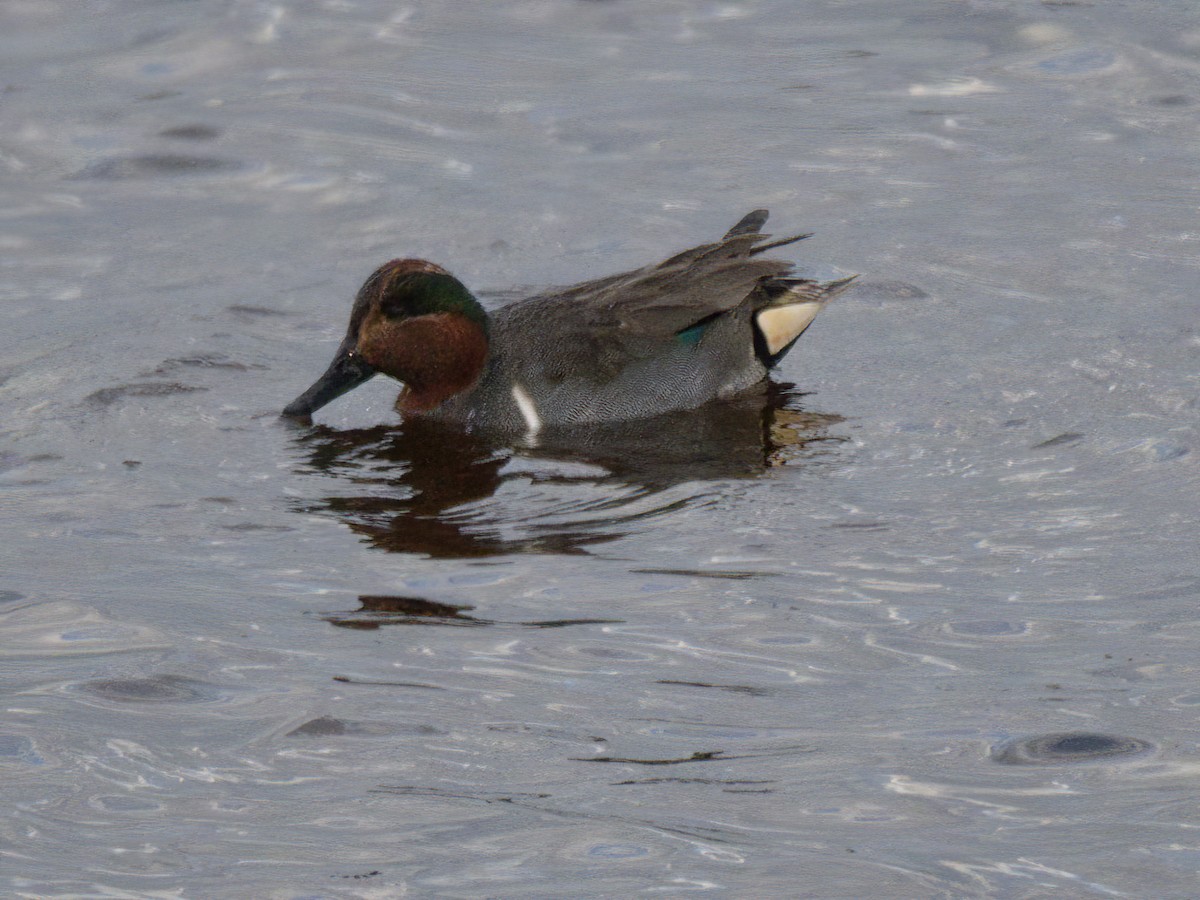 Green-winged Teal - ML614161273