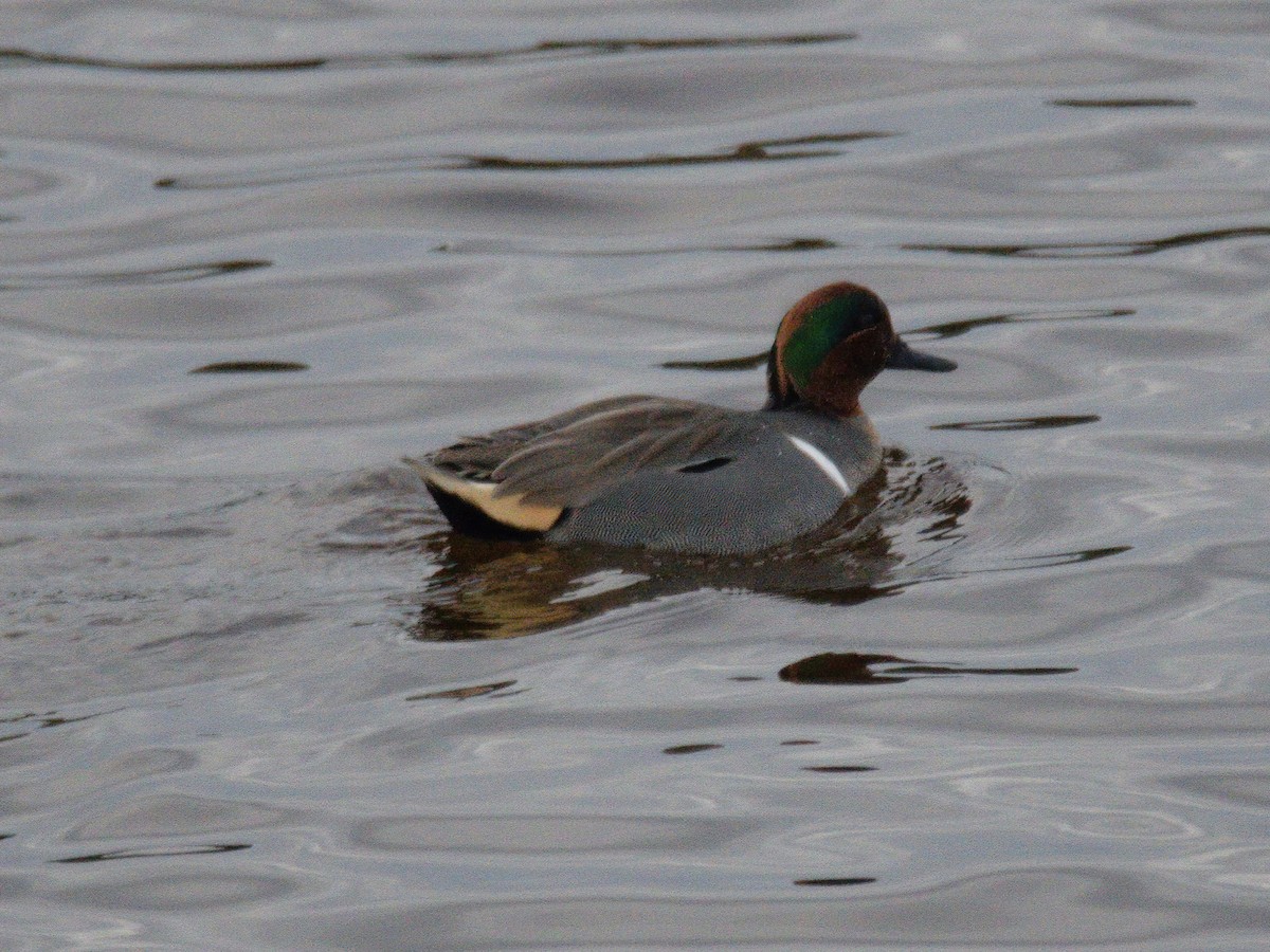 Green-winged Teal - ML614161274