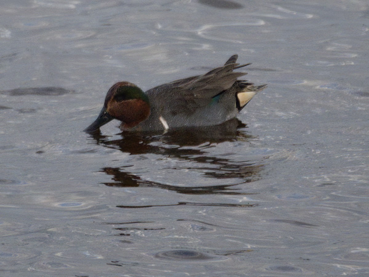 Green-winged Teal - ML614161275