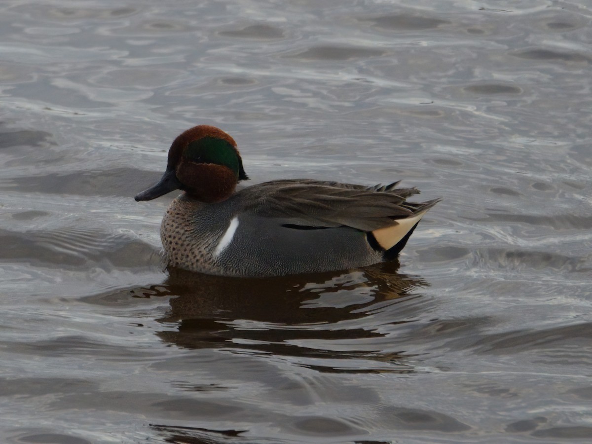 Green-winged Teal - ML614161295