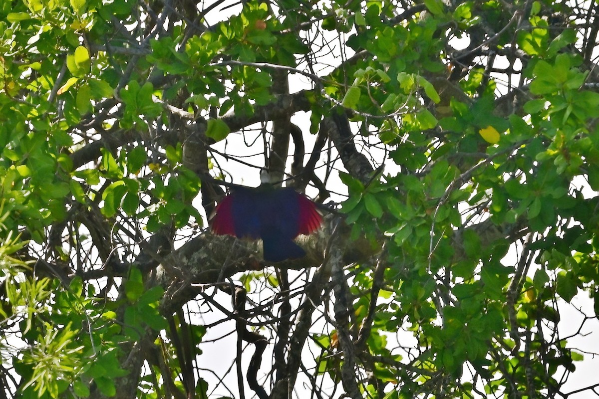 White-crested Turaco - ML614161394