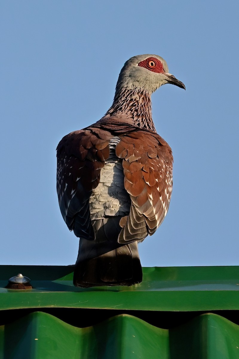 Speckled Pigeon - ML614161514