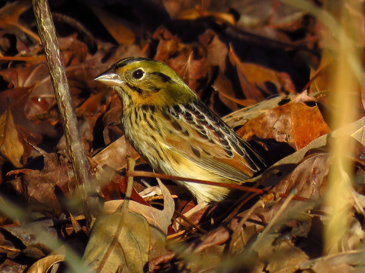 Henslow's Sparrow - Ron Ahle