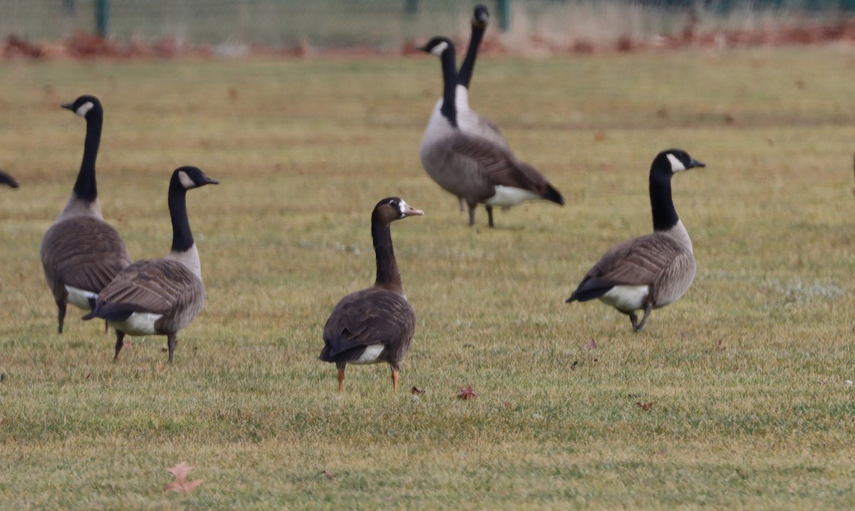 New York Breeding Bird Atlas Checklist - 27 Jan 2024 - Half Hollow Park ...