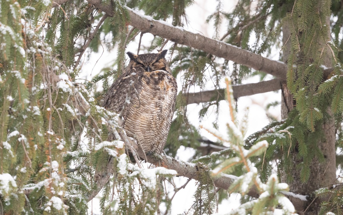 Great Horned Owl - Simon Boivin