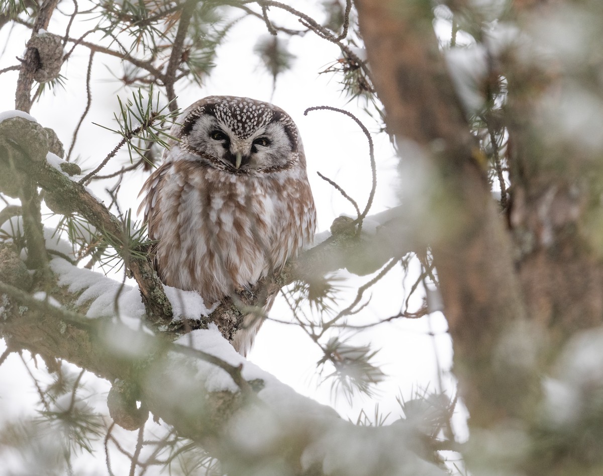 Boreal Owl - Simon Boivin