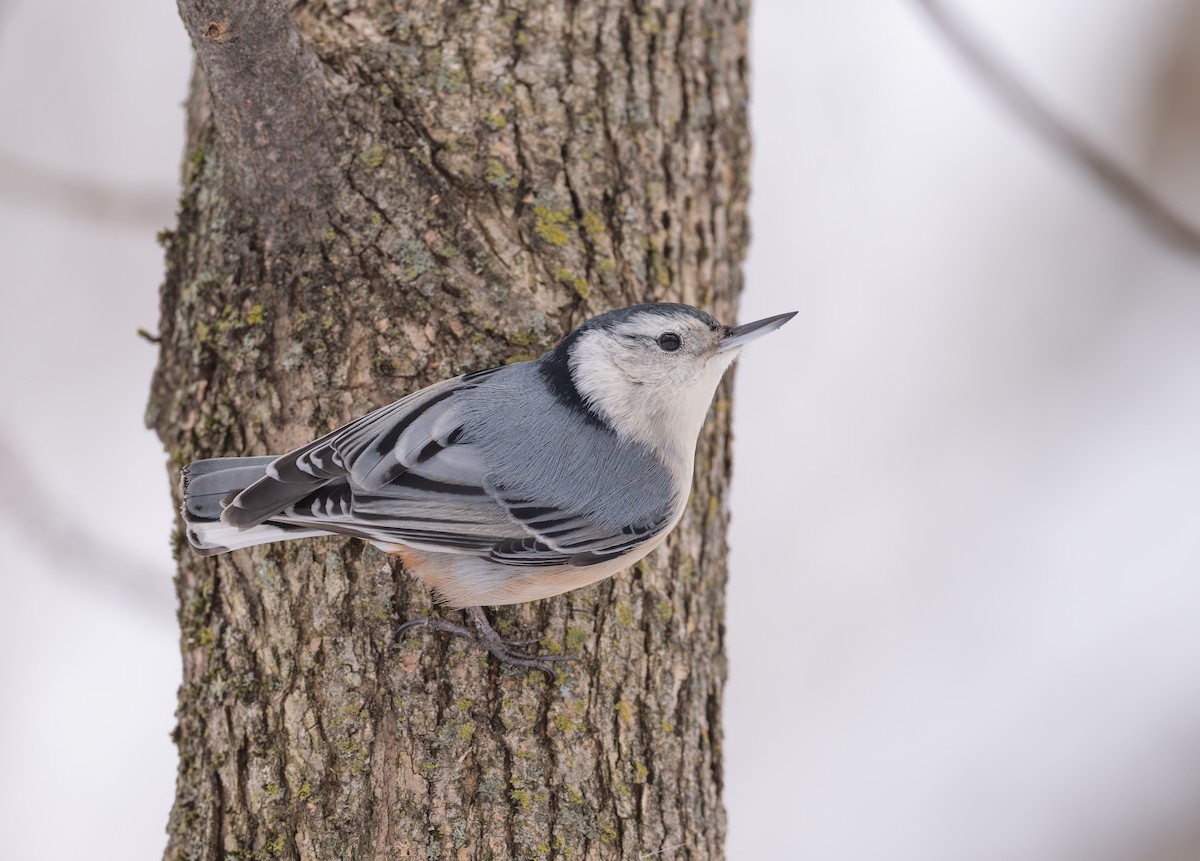 White-breasted Nuthatch - ML614161771
