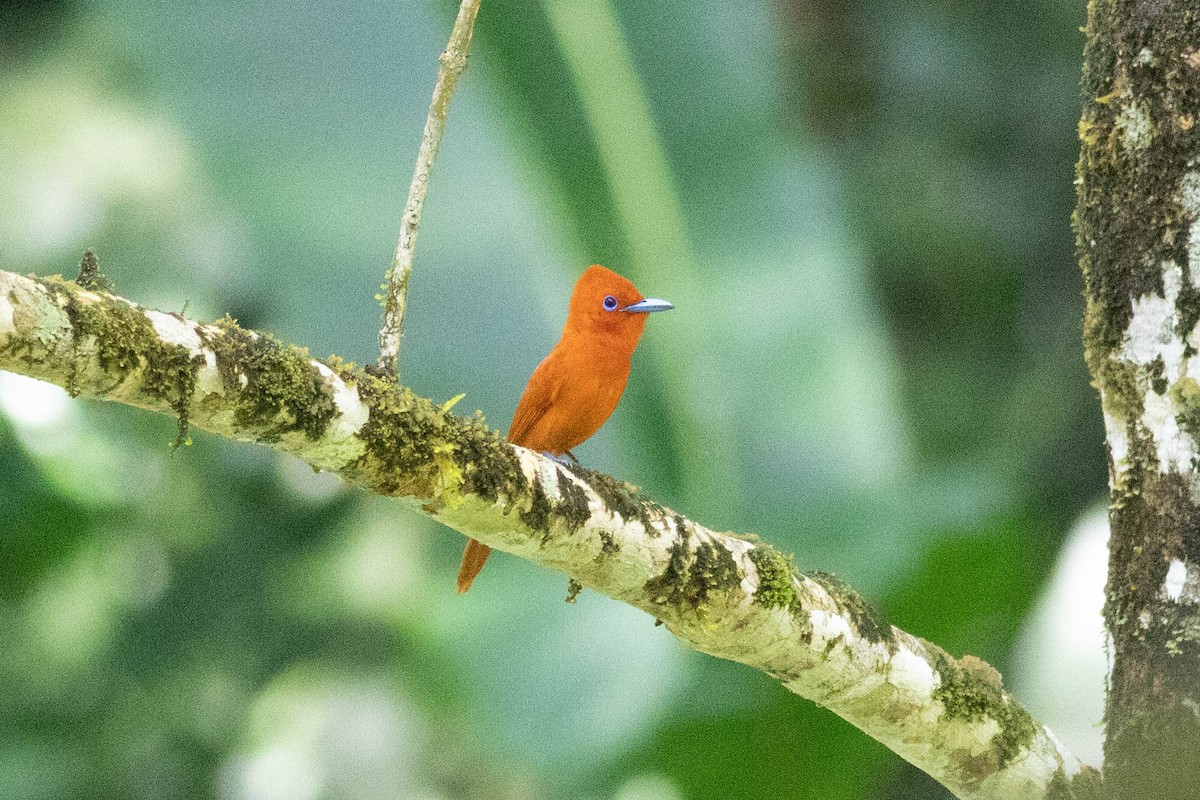Rufous Paradise-Flycatcher (Southern) - ML614162133